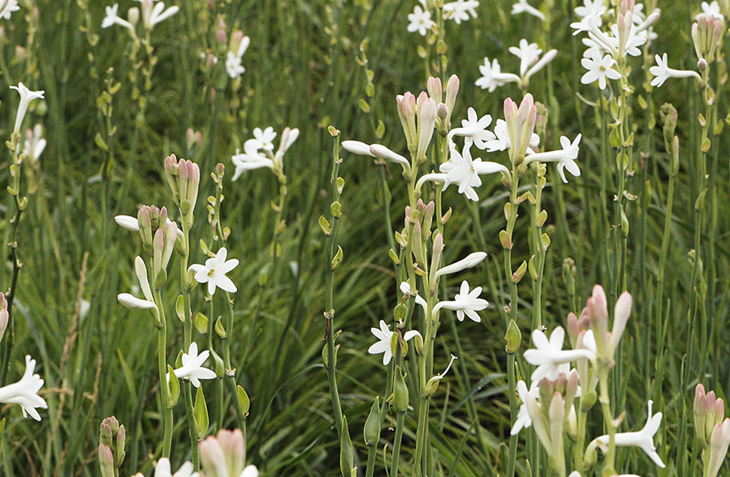 Parfums naturels et bio